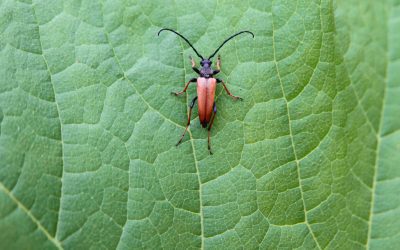 5 Best Landscaping Tips for Pest Management