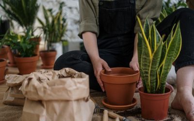 Choosing the Best Material for Healthy Plants