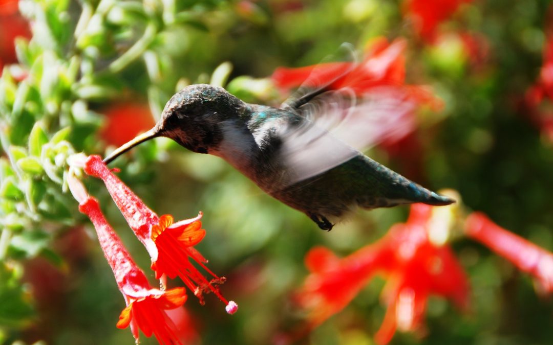 Attracting Wildlife to Your Garden: Bird-Friendly and Pollinator-Friendly Landscaping