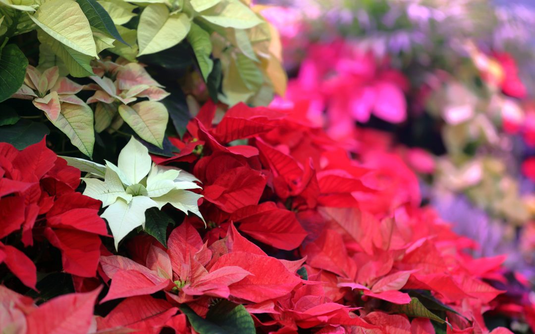 Best Plants for a Holiday-Themed Garden in Florida