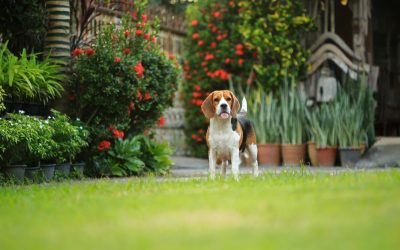 Tips for Designing a Pet-Friendly Landscape in Florida